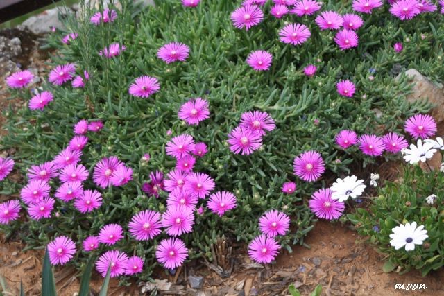 delosperma i ostić